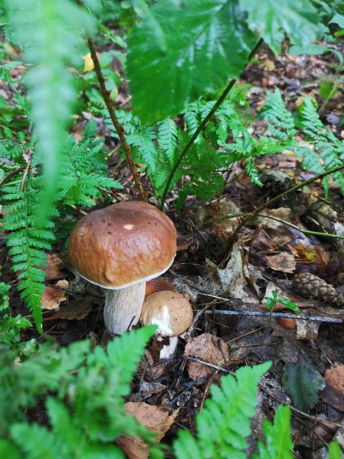 Agrochalupki Lägenhet Korczowa Exteriör bild
